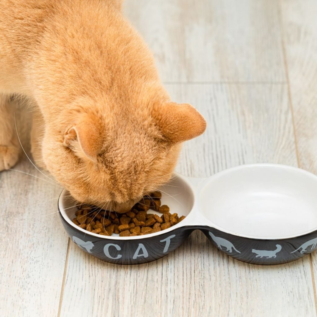 Mengapa Makanan Kucing Harus Bersertifikat Halal?
