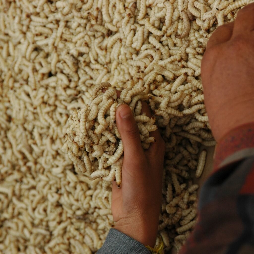 Kosmetik dari Maggot: Halal atau Tidak? Ini Penjelasannya!